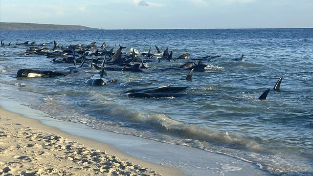 Australia Beached Whales 