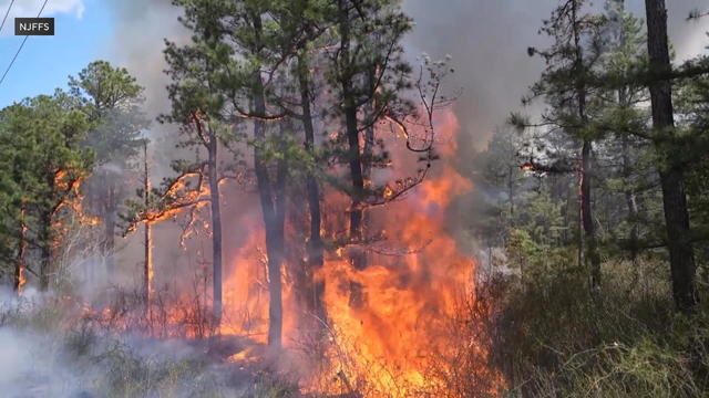 Wildfire burning in New Jersey's Wharton State Forest 