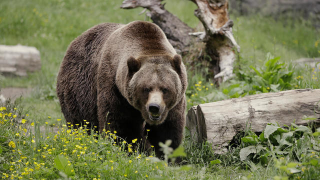 Grizzly Reintroduction North Cascades 