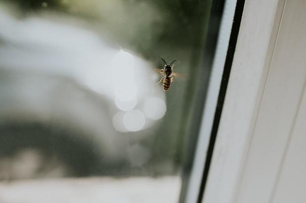 Wasp on a window 