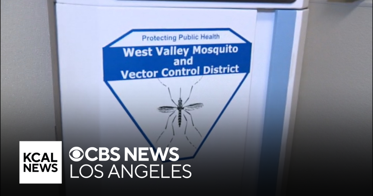 Ecologists release thousands of sterilized mosquitoes to control