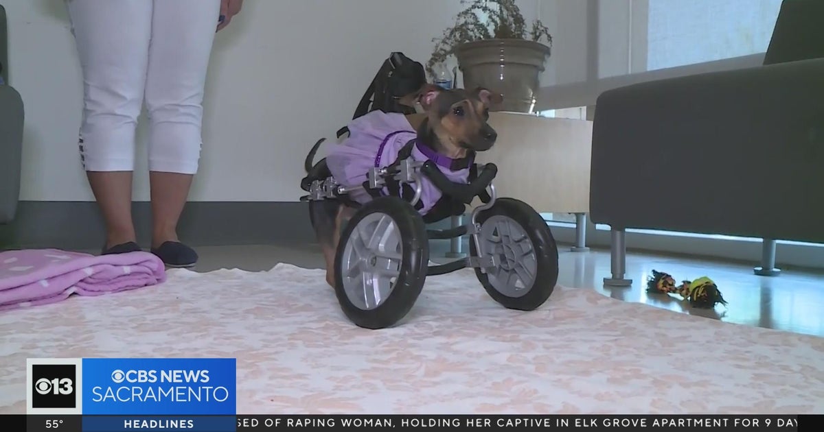 PAWS fundraiser is this weekend in Elk Grove