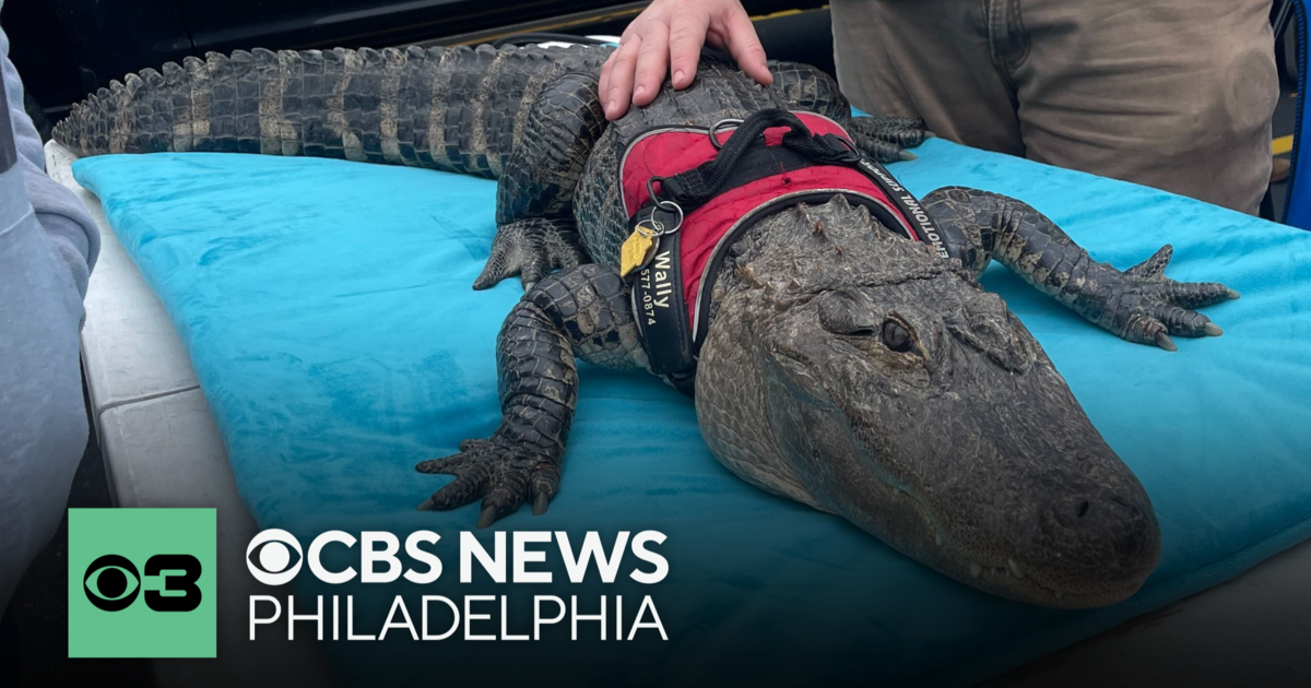 Wally, the emotional support alligator from Pennsylvania, reportedly stolen in Georgia