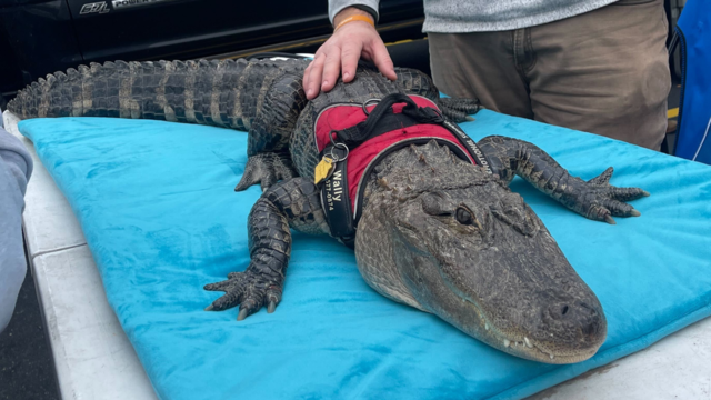 Wally the emotional support alligator 