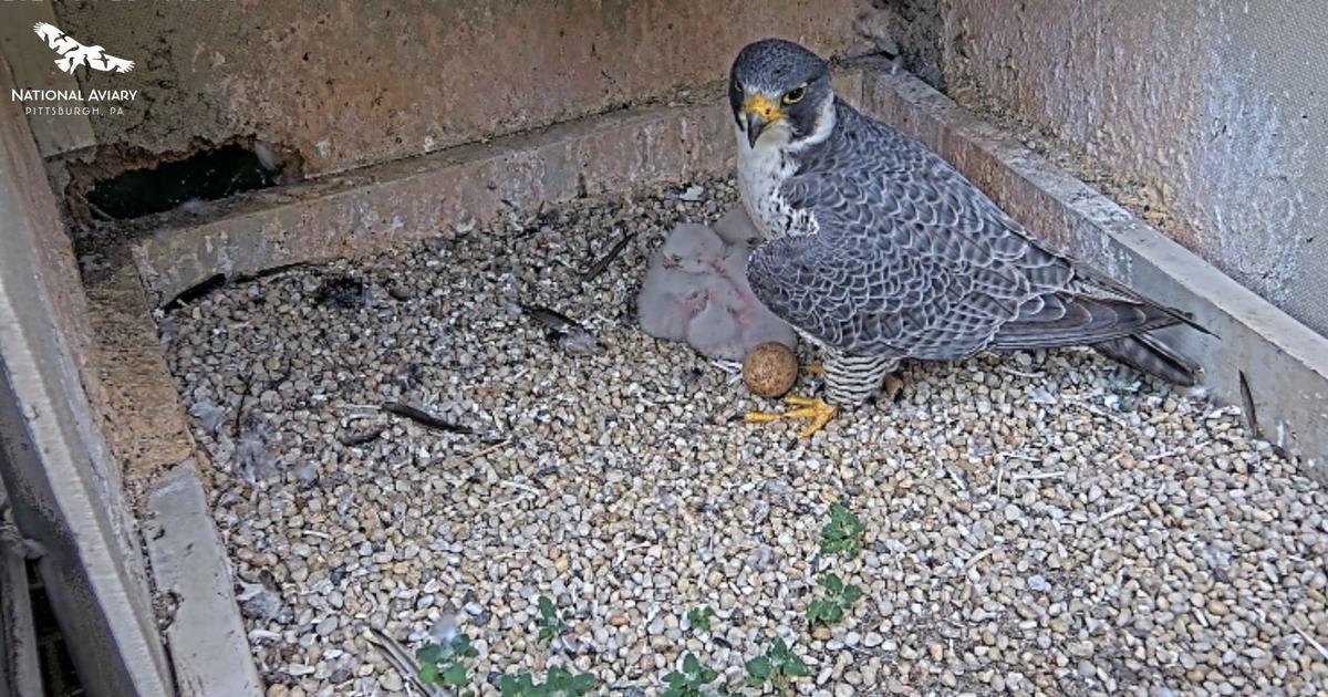 4th egg in Pittsburgh peregrine falcon nest has failed to hatch
