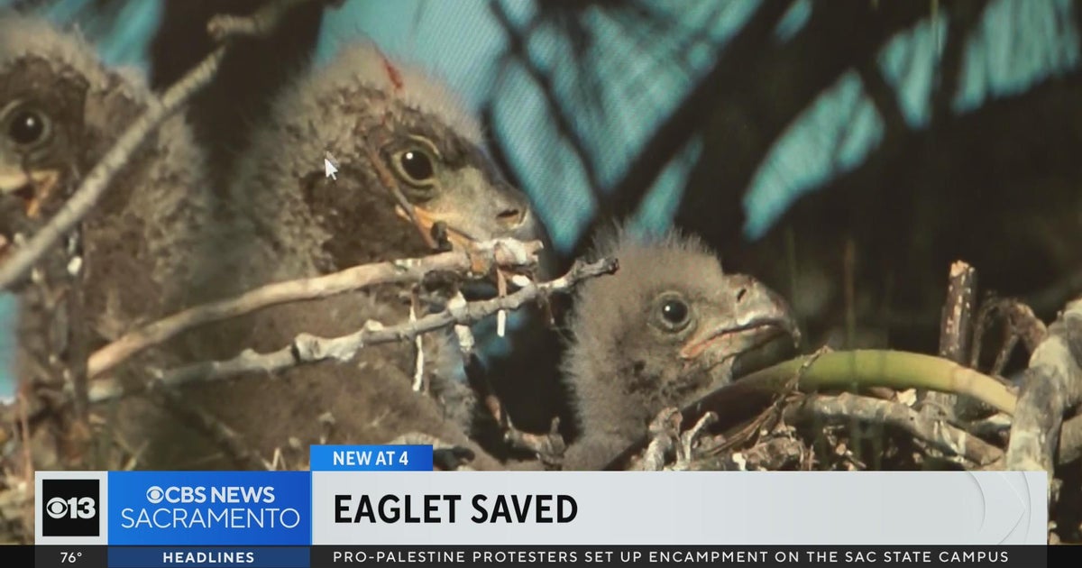 Baby bald eagle saved after fall from tree in Sacramento County