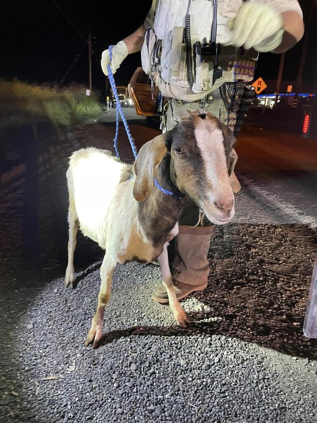goats stolen pickup yolo county 