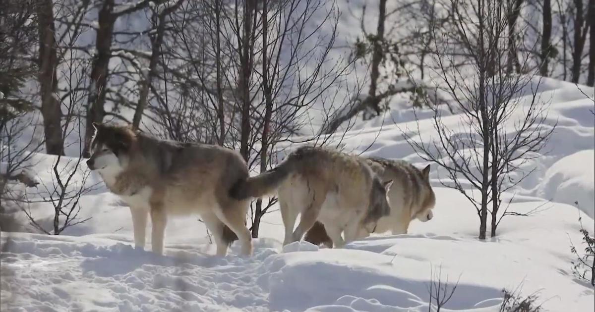 Tension grows between Colorado Parks & Wildlife and ranchers over recently reintroduced wolves