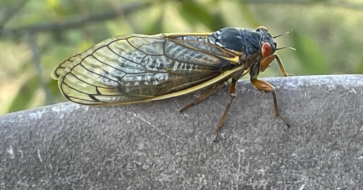 Cicadas pee from trees. And they urinate a lot, new study finds. 