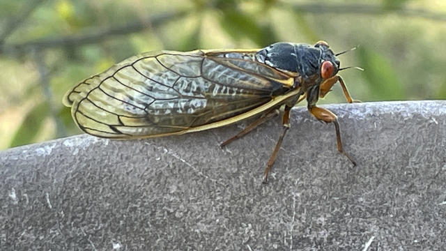Cicadas Invasion 