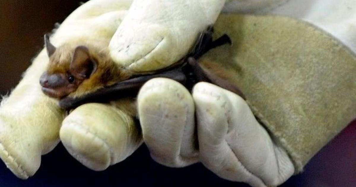 Health officials in Washtenaw County report discovery of rabid bat