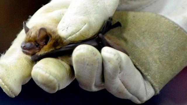 washtenaw-county-bat.jpg 