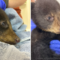 Orphaned bear cub thriving after rescue, wildlife refuge says