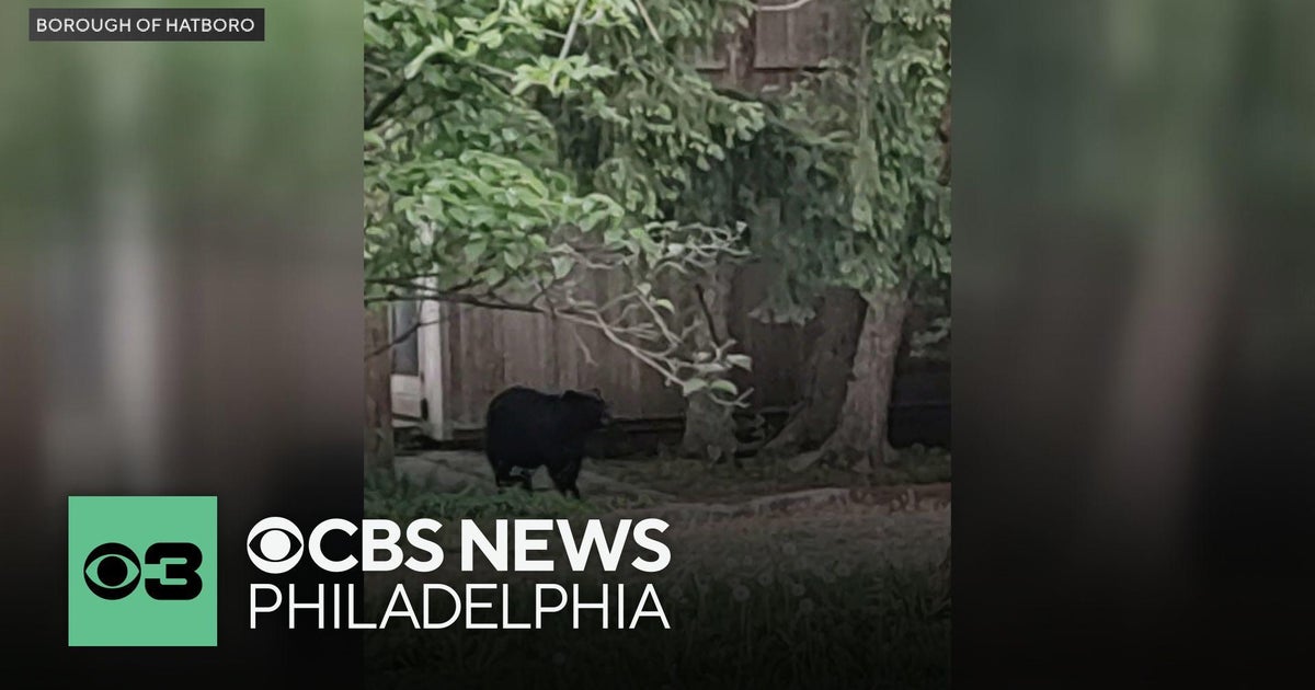 Bear captured in Hatboro, Pennsylvania after sightings around ...