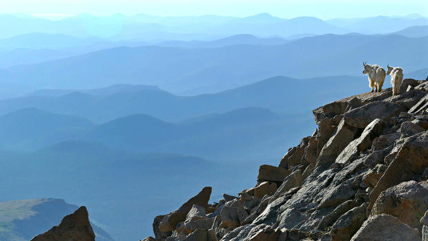 Two Mountain Goats on Mt Evans - Colorado Rocky Mountains 