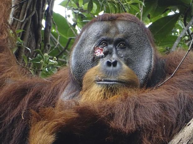 Orangutan Self-Medication 