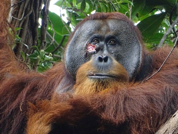 Orangutan Self-Medication