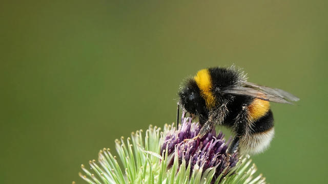 A bumblebee perching on a thistle against a plain green background. 