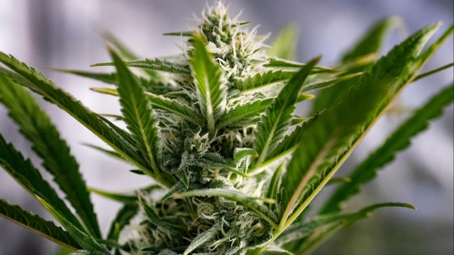 cbsn-fusion-what-marijuana-reclassification-means-for-us-thumbnail.jpg