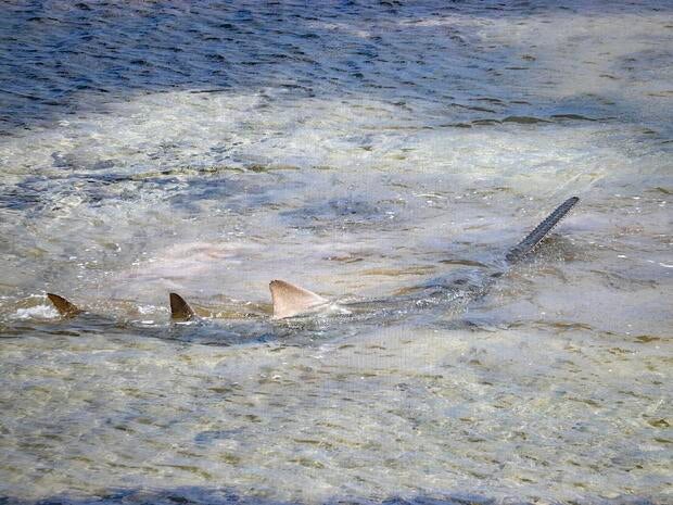 Rescuing Sawfish 