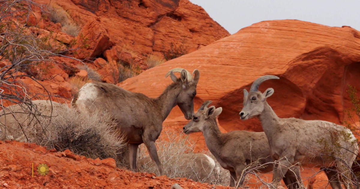 Nature: Big horn sheep in Nevada