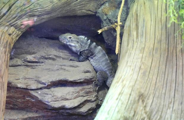 iguana-detroit-zoo.jpg 