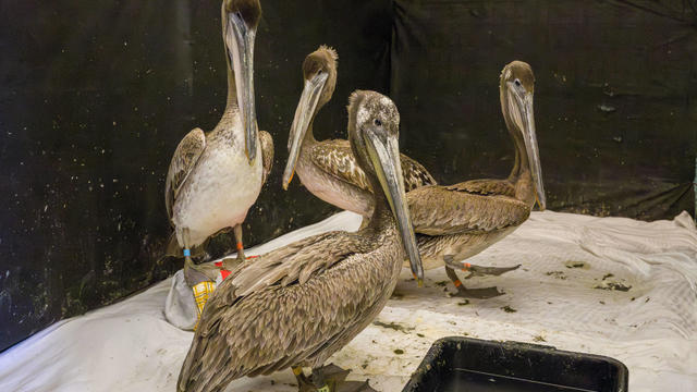 Southern California Pelicans Are Starving 