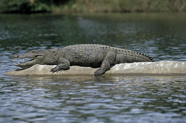 Mugger Or Crocodile (Crocodile Porosus) Ranganthitoo Bird Sanctuary, Karnataka, India. 