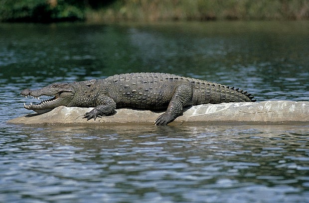 Mugger Or Crocodile (Crocodile Porosus) Ranganthitoo Bird Sanctuary, Karnataka, India.