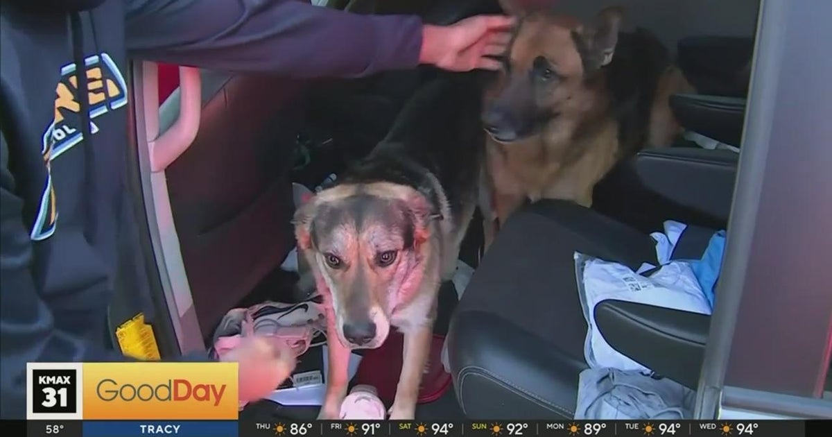 3 pets rescued after fire at West Sacramento home