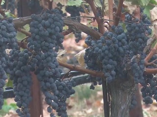 Napa Valley seeing terrific grape harvests, but demand for