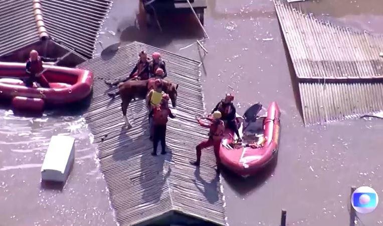 Caramelo the horse rescued from a rooftop amid Brazil floods in a boost ...