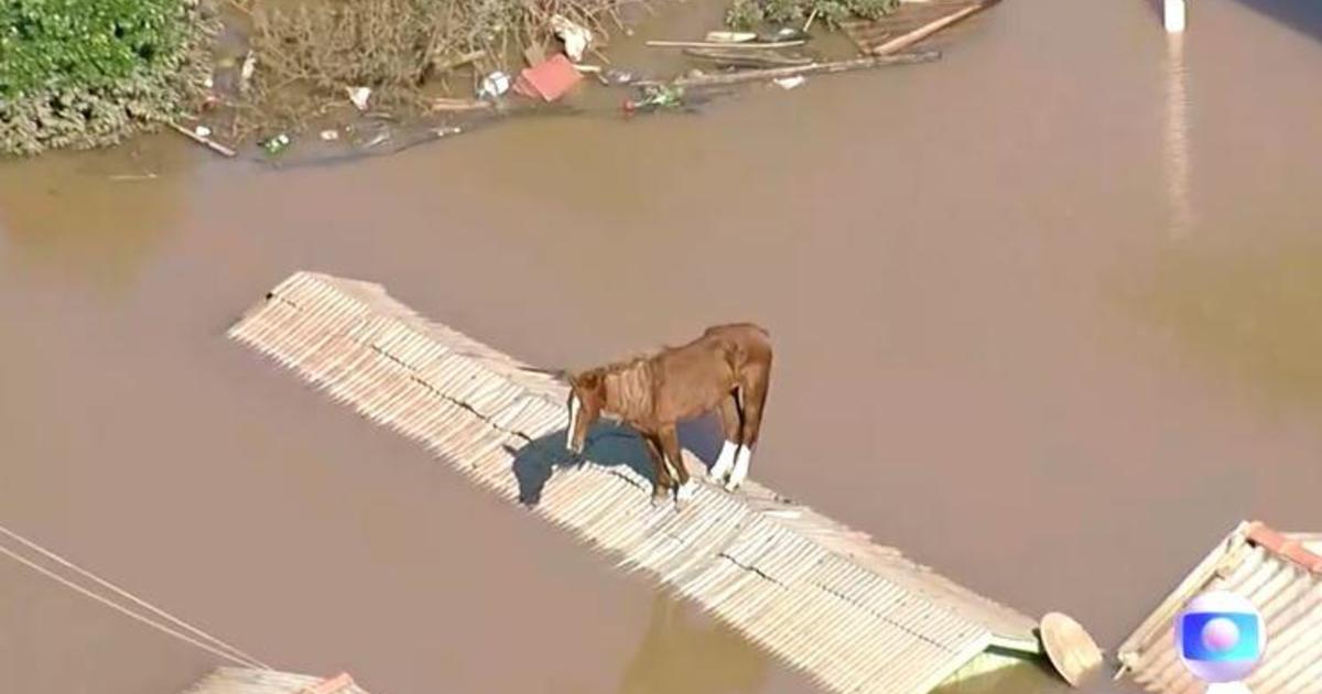 Конят Карамело, спасен от покрива на фона на наводнения в Бразилия, в подкрепа на обсадена нация