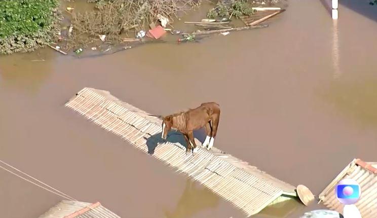 Caramelo the horse rescued from a rooftop amid Brazil floods in a boost ...