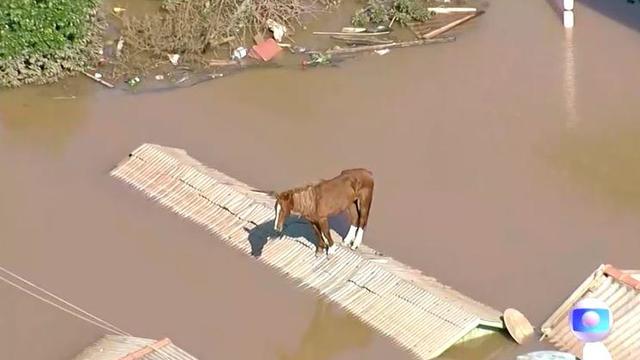 brazil-floods-horse-rescue-3.jpg 