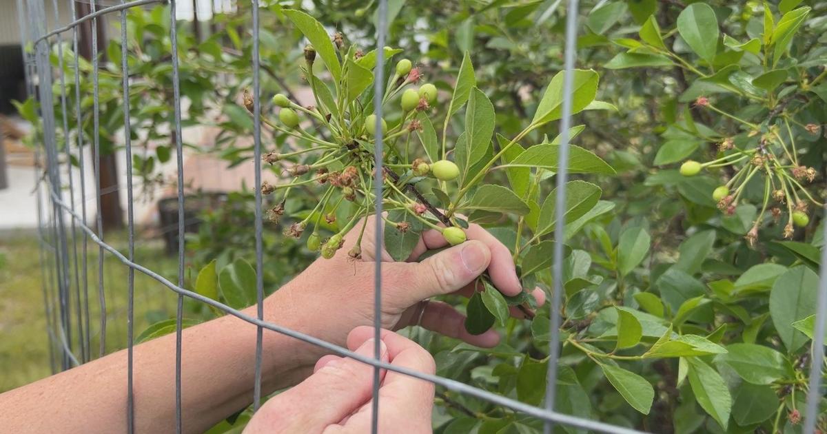 Southeast Michigan fruit farmers take massive hit on cherry crop due to spring temperatures