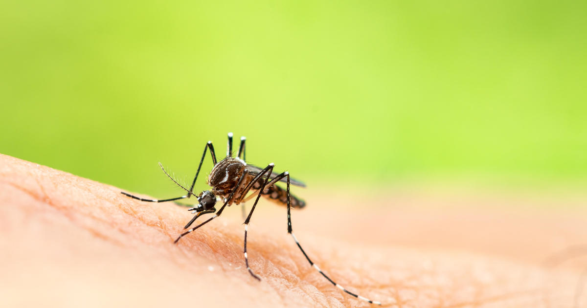 Окръг Лос Анджелис ще пусне стерилизирани комари за борба с инвазивните видове
