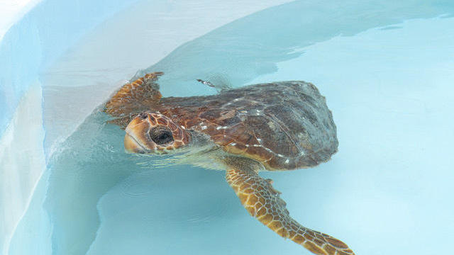 Turtle Release Florida 