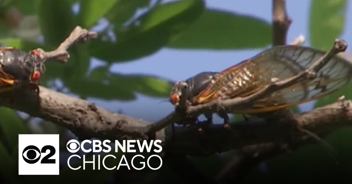 Cicadas pee from trees. And they urinate a lot, new study finds. - CBS Chicago