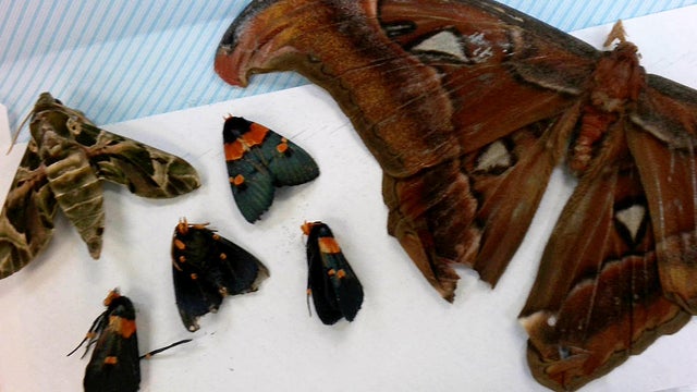 A photo from Customs and Border Protection of some of the butterflies and moths that were intercepted