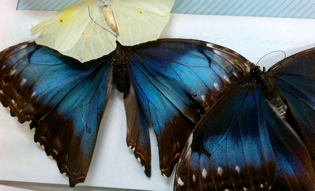 Three of the butterflies that were intercepted are pictured, two are blue and black and one is yellow and white 