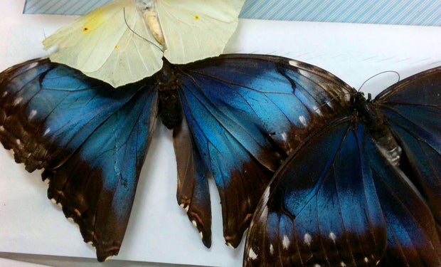 Three of the butterflies that were intercepted are pictured, two are blue and black and one is yellow and white