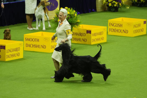 148th Annual Westminster Kennel Club Dog Show - Show Night 