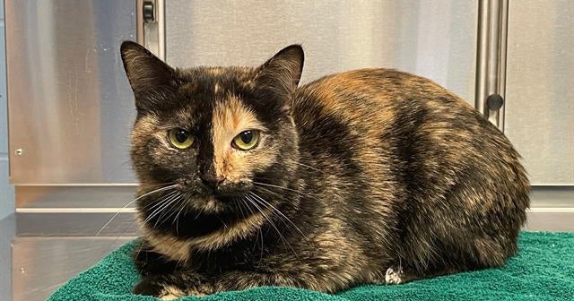 Minneapolis animal shelter waiving adoption fees for residents this weekend Minneapolis animal shelter waiving adoption fees for residents this weekend