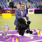 Sage, a miniature poodle, wins the Westminster Dog Show