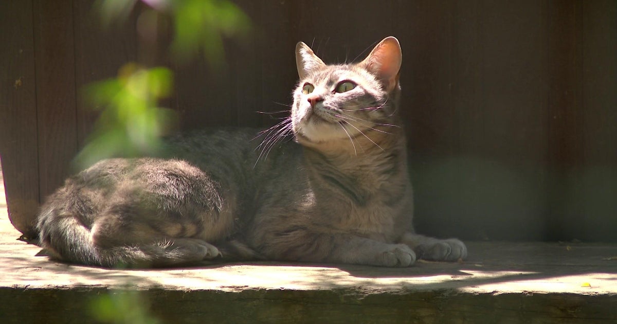 Minnesota's Wildcat Sanctuary is breaking ground on a 1.2 million
