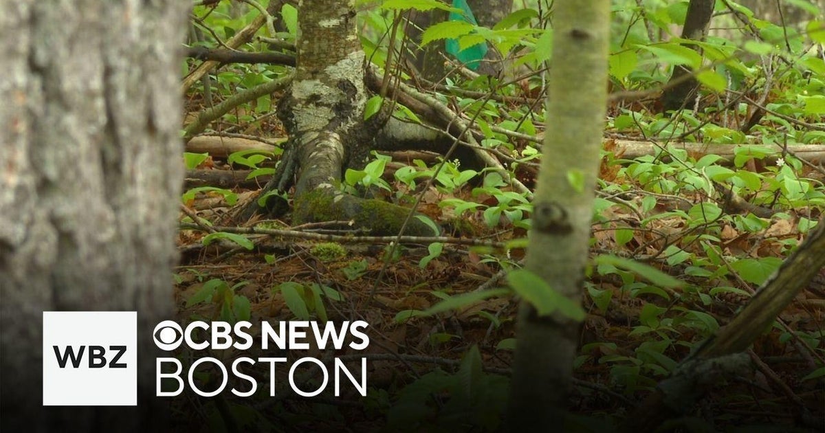 New Hampshire mother saves 4yearold after both are attacked by rabid