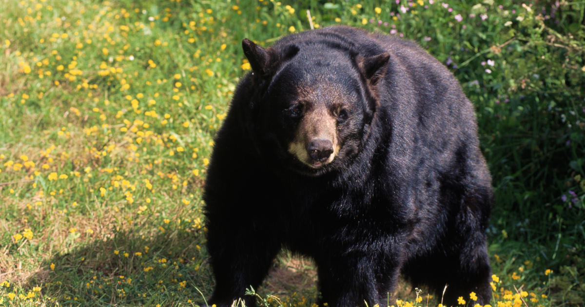 Bear shot dead after attacking 15-year-old in Arizona cabin: