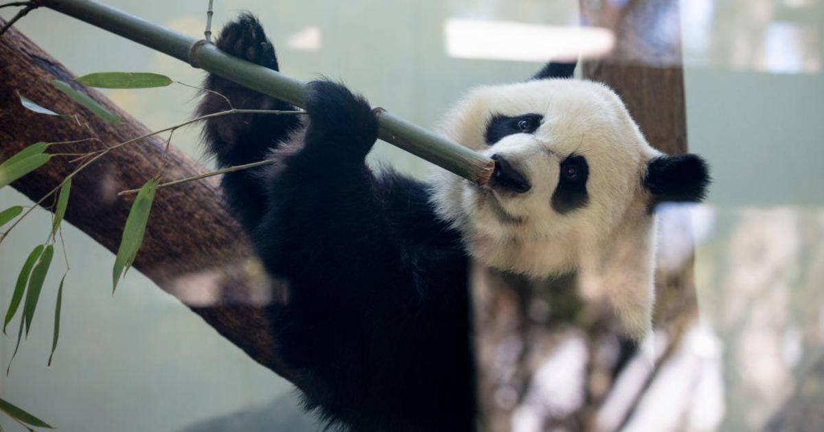 The last pandas in the United States have a timetable to return to China