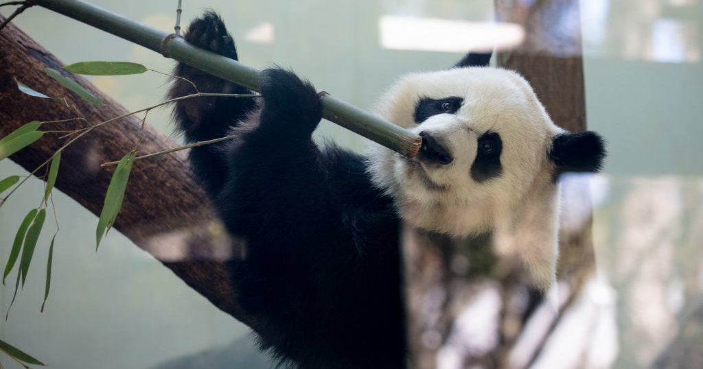 ABD'deki son pandaların Çin'e geri dönme takvimi var